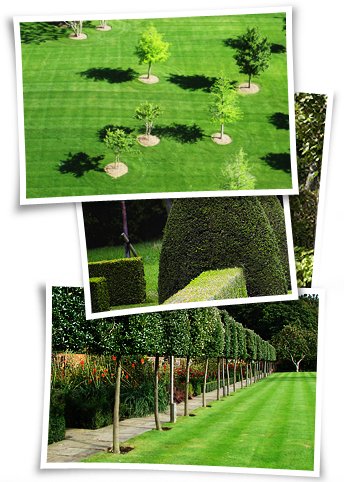 Grounds Maintenance Is The Core Service We Provide - Pleached Trees (344x482), Png Download