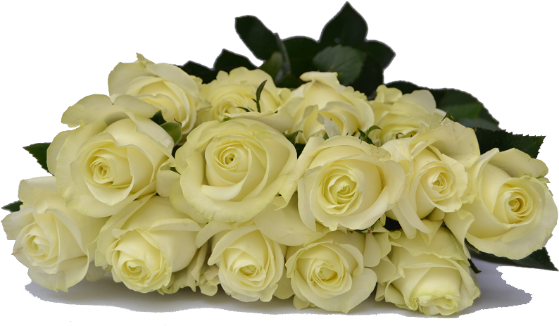Premium Ecuadorian Roses You Choose The Quany Of Roses - Cream White Rose Png (800x480), Png Download