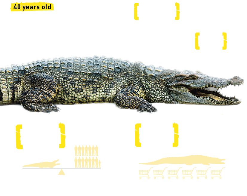 Croc Details - The Dubai Mall (826x711), Png Download