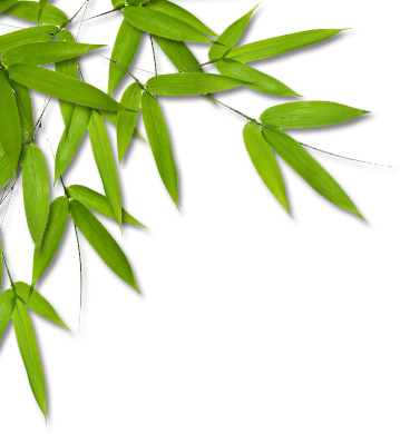 Bamboo Png Bamboo Leaves L Photo - Babyboss 100% Organic Bamboo Hooded Baby Towel & (359x390), Png Download