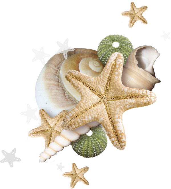 Beach 2017 - Sea (600x660), Png Download