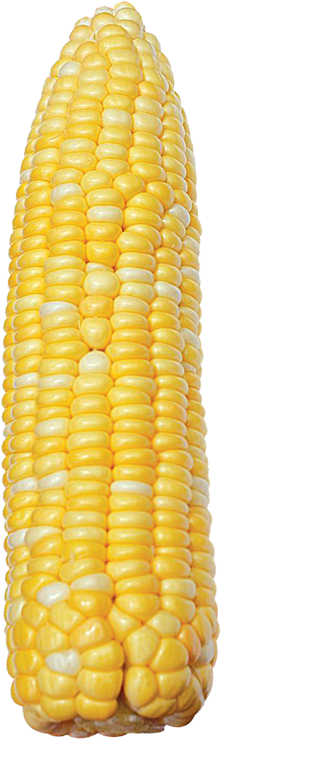 8866 Bicolor Corn - Sweet Corn (1200x1200), Png Download