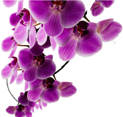Background Purple Flower - Background Purple Flowers Png (772x380), Png Download