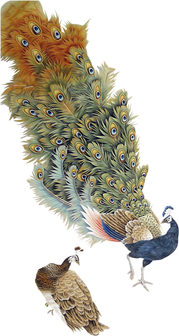 手绘孔雀 - Gongbi (600x800), Png Download