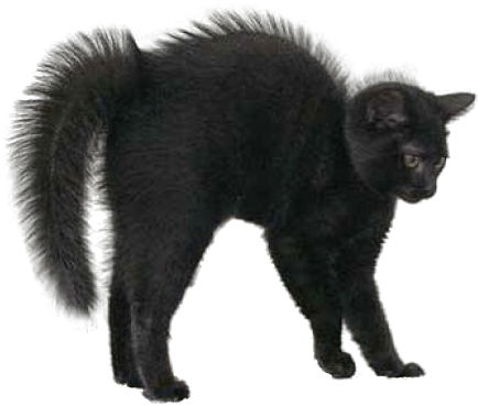 Download Scared Cat Halloween Transparent Png Halloween Black Cat Png Full Size Png Image Pngkit