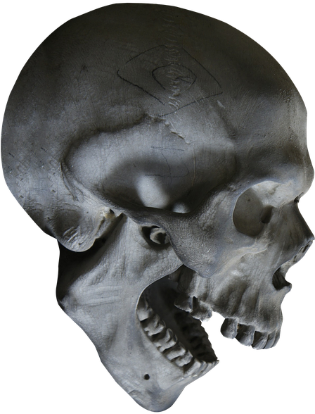 Halloween, Skull, Skeleton, Skull Head, Head, Bone - Skull (447x720), Png Download