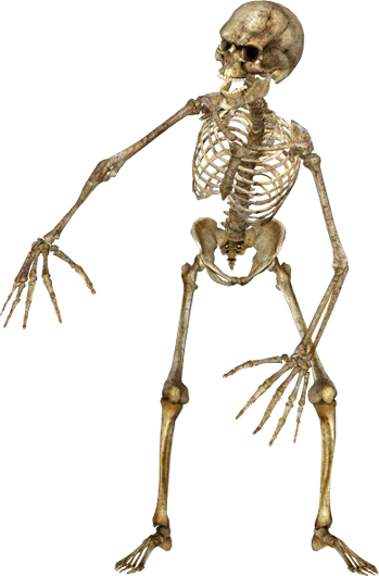 Halloween Clipart, Halloween Skeletons, Halloween Party - Human Body Gif Png (349x530), Png Download