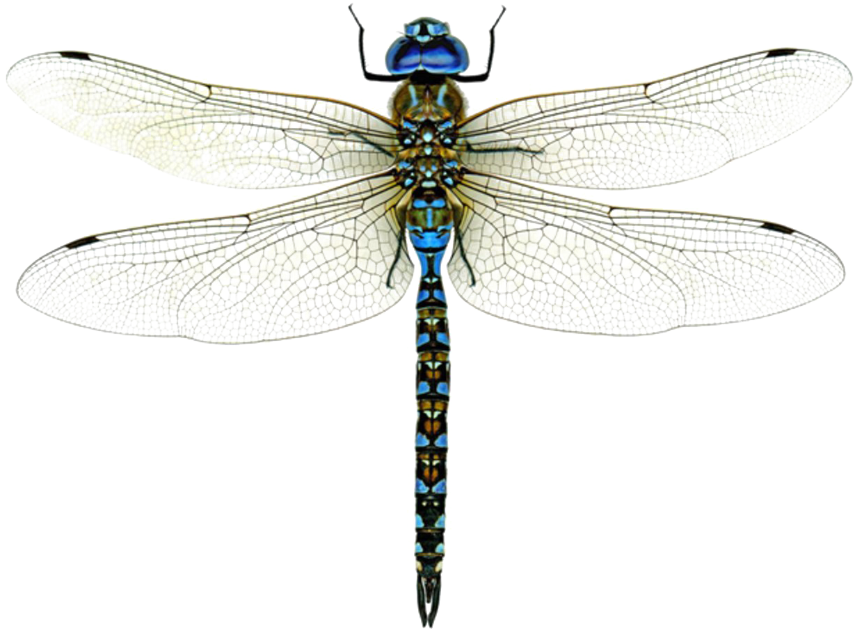 Dragonfly Png High-quality Image - Dragonflies Of Texas: A Guide To Common (1597x1098), Png Download