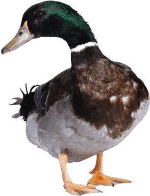 Baby Duck Transparent Png Stickpng - Duck Png (400x400), Png Download