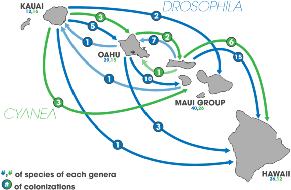 Colonization Events Of Species From The Genus Cyanea - Cyanea (600x389), Png Download