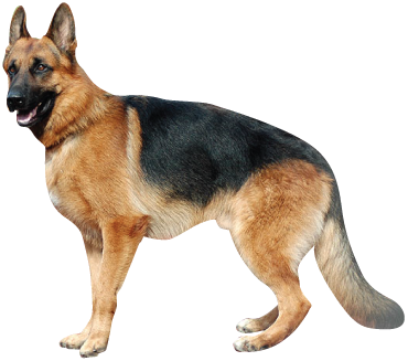 Ovejero - Große Hunde (370x327), Png Download