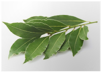 Bay Laurel (400x400), Png Download