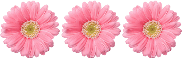 Sun Flower Pink Png (600x225), Png Download