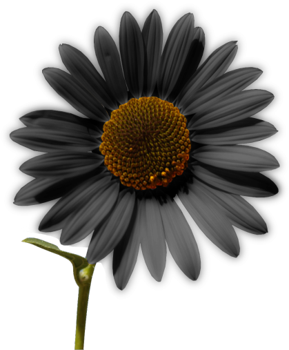 Sunflower Png Tumblr - Invisibobble 'power' Hair Ring (500x596), Png Download