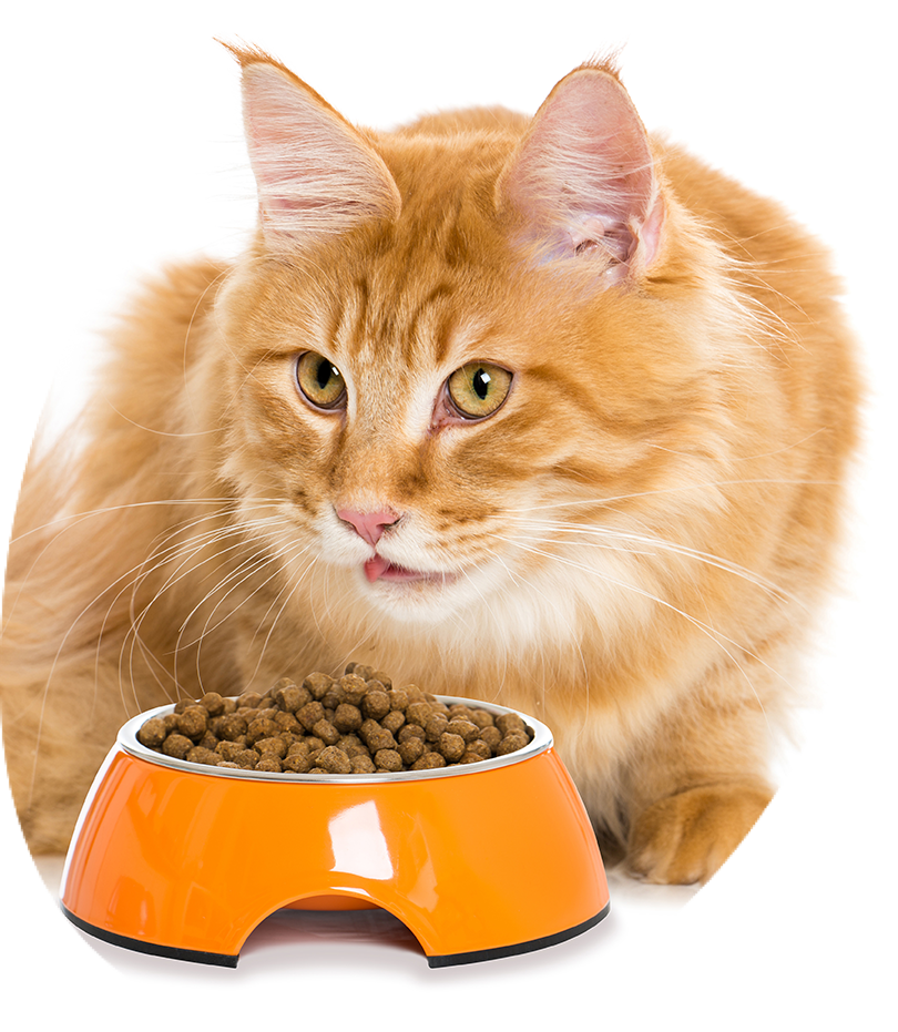 Dry Food By Ospelt Is Available In Stand-up Pouches - Cat Grabs Treat (810x931), Png Download