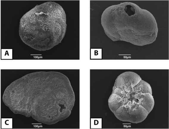 A) Rosalina Sp., (b) Aubignyna Sp. (broken), (c) Cibicides - Cibicides (850x439), Png Download