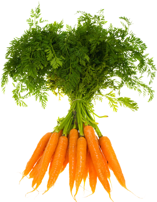 Zanahoria Orgánica - Vegetables Carrot Seeds Radish Seeds Vegetable Seeds, (473x406), Png Download