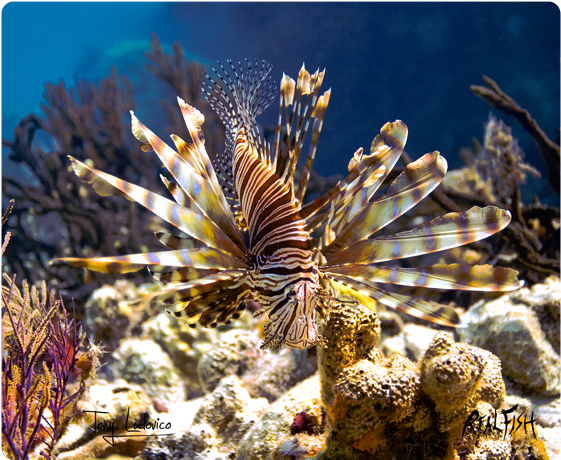Realfish H20 Series - Lionfish (600x600), Png Download
