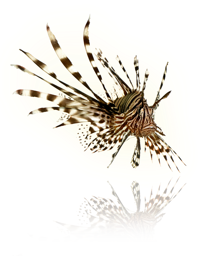 Lionfish Png (775x894), Png Download