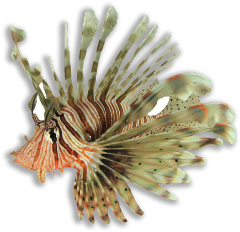 The Lionfish Invasion Of The Atlantic Ocean - Lionfish (500x478), Png Download