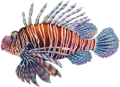 Click And Drag To Re-position The Image, If Desired - Lionfish (600x449), Png Download