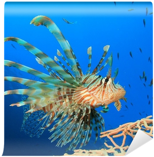 Lionfish (400x400), Png Download