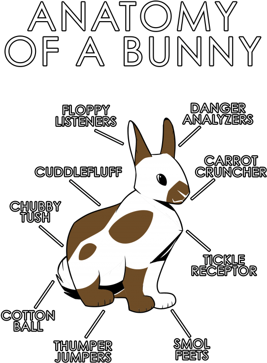 Anatomy Of A Bunny Cartoon (600x818), Png Download