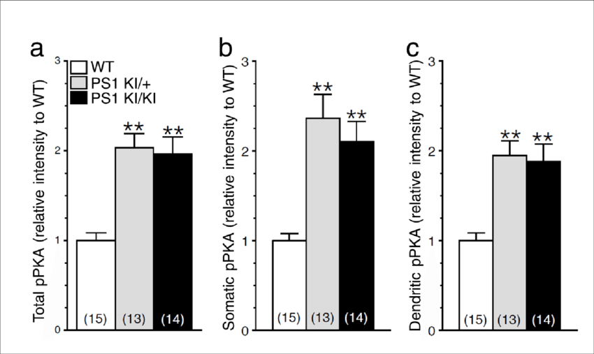 Increase In Camp/pka Signaling In Neurons Expressing - Diagram (850x507), Png Download