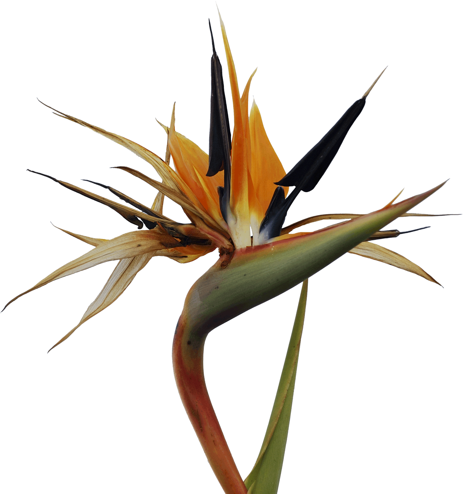 Bird Of Paradise Flower - Bird Of Paradise Png Free (1600x1685), Png Download
