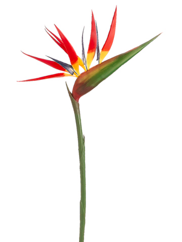 36" Bird Of Paradise Spray Red - Bird Of Paradise (800x800), Png Download