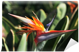 Bird-of-paradise (400x400), Png Download