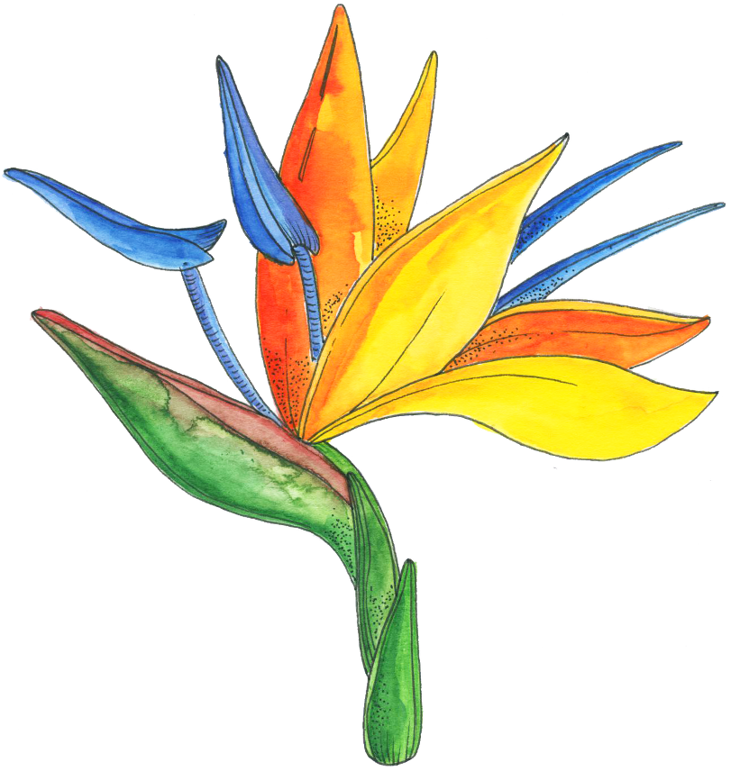 Flower Series - Bird Of Paradise (811x856), Png Download