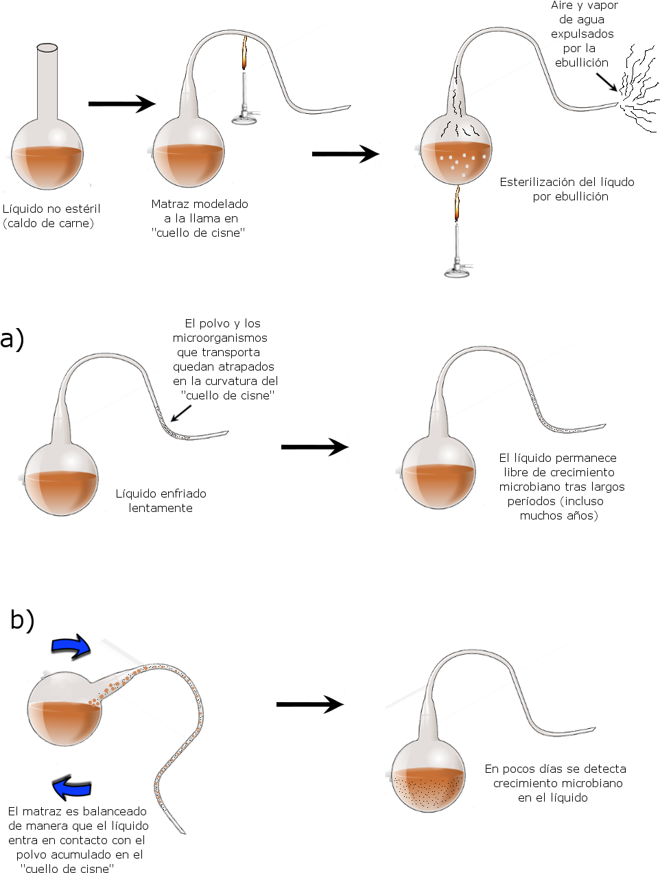 File - Matraces-pasteur - Design Of Experiments (1023x1325), Png Download
