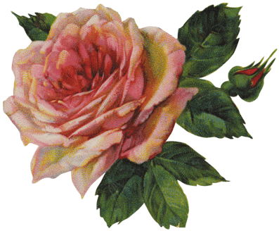 Vintage Victorian Rose Single Transparent Png Stickpng - Troye Sivan Lyrics Bloom (400x400), Png Download