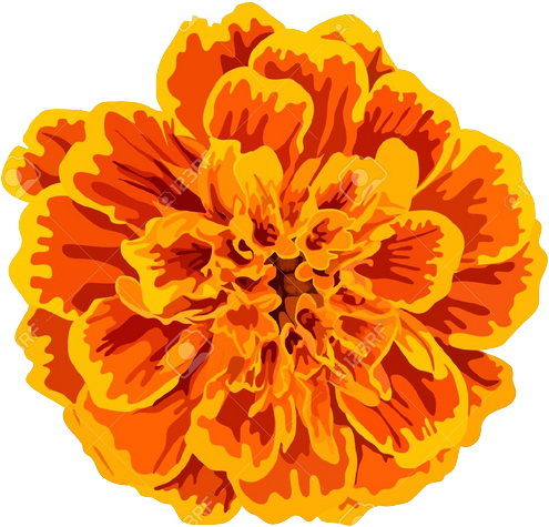 Screen Shot 2016 10 21 At 13 04 - Flor De Cempasúchil Dibujo (530x507), Png Download