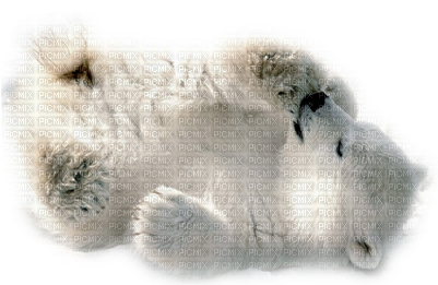 Polar Bear Cub - Baby Polar Bear Greeting Cards (400x300), Png Download