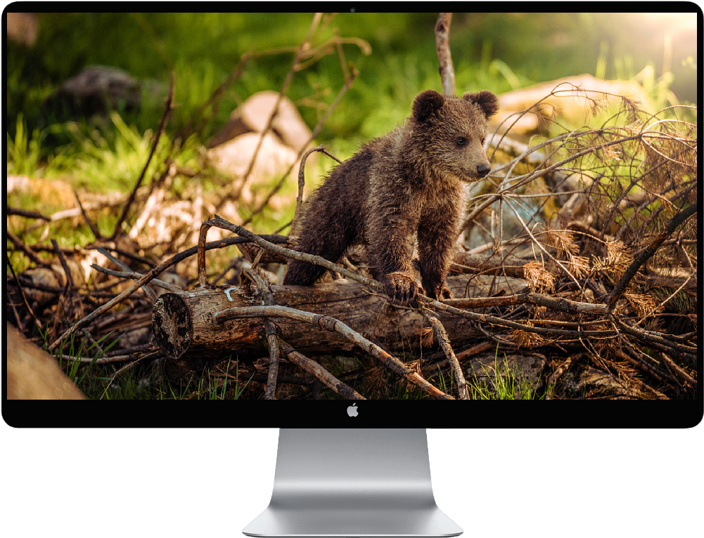 Bear Cub (1000x1000), Png Download