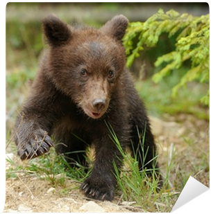 Bear (400x400), Png Download