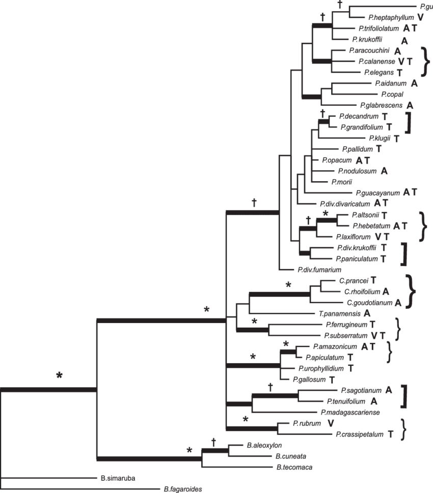 Árbol Filogenético «consenso De Regla De Mayoría» De - Phylogenetic Tree (850x969), Png Download