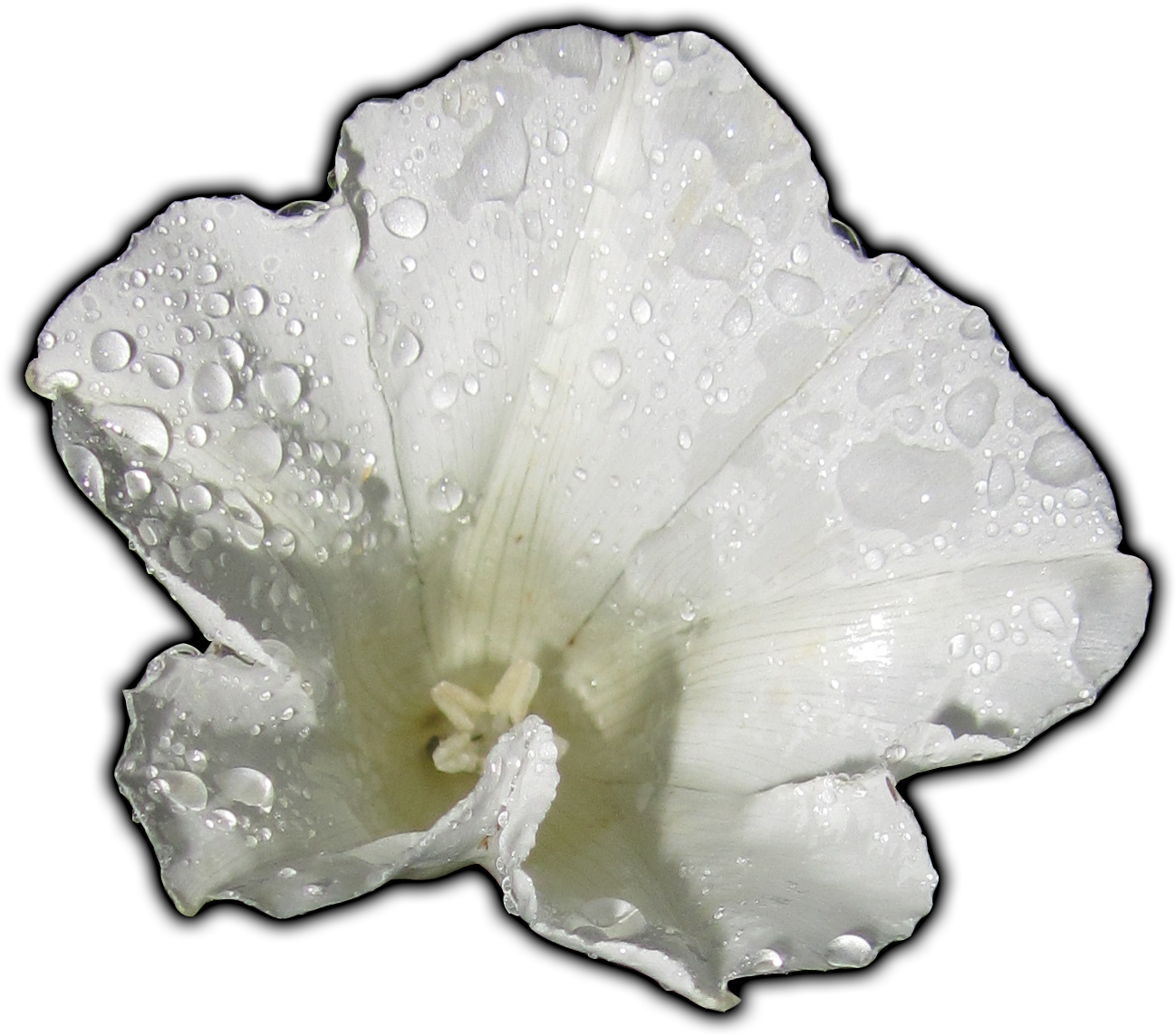 Meta - Hollyhocks (1306x1153), Png Download