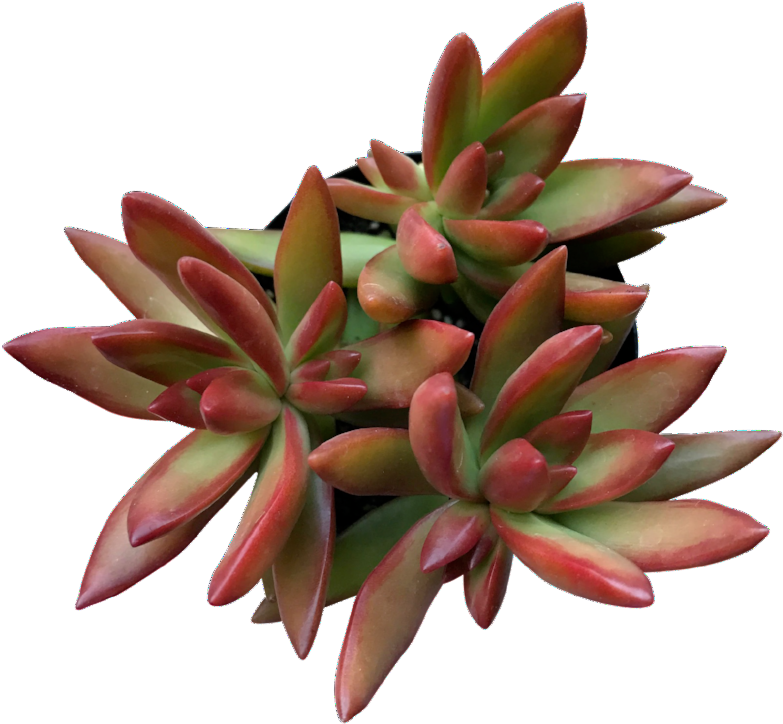 Firestorm - Firestorm Succulent (865x850), Png Download