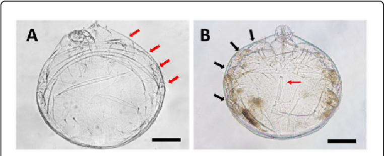 Tritonymph And Deutonymph Of Ophioptes Ekans Sp - Circle (769x314), Png Download