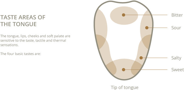 Degustacion Gusto En - Wine Tasting Tongue Diagram (821x401), Png Download