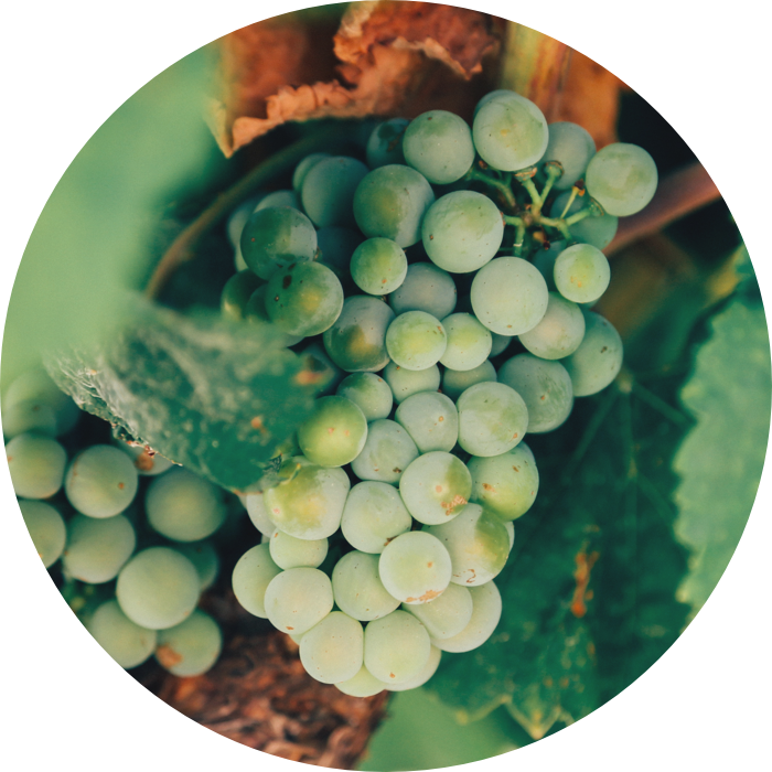 Levantine Wine Tasting - Fine Wine Journal: For Fine Wine Lovers And Connoisseurs (700x700), Png Download