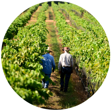 Real Texas Wine Tasting 5pm Ldc - Cash Crop (405x388), Png Download