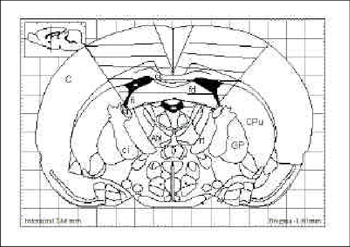 Corte Coronal Del Cerebro De Rata - Putamen (722x511), Png Download
