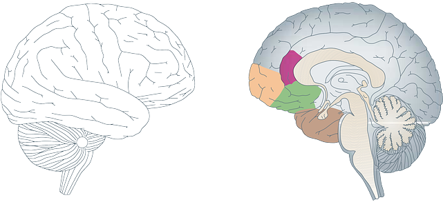 Cómo Funciona El Cerebro - Dorsolateral Prefrontal Cortex Orbitofrontal Cortex (640x320), Png Download