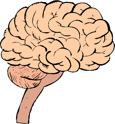 Cerebro - Brain Coloring Page (400x431), Png Download