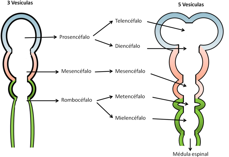Desarrollo Temprano Del Cerebro Humano - Porcion Visceral (800x565), Png Download