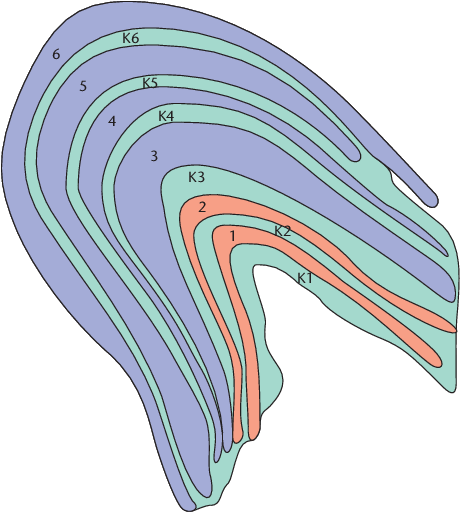Midget Cells Of The Retina Innervate Layers 3 6, And - Lateral Geniculate Nucleus (471x515), Png Download